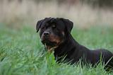 ROTTWEILER 467